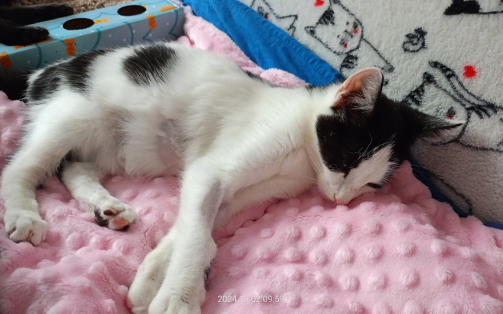 Kot z zamkniętymi oczami owinięty w koc.