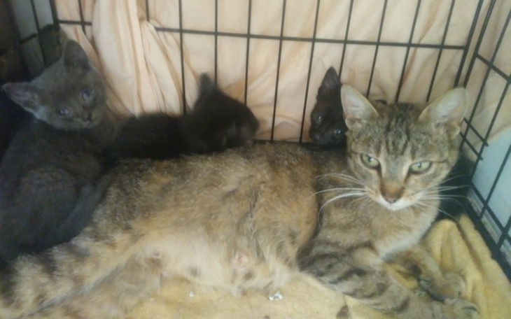 Zbiórka By już nie rodziły bezdomności - zdjęcie główne