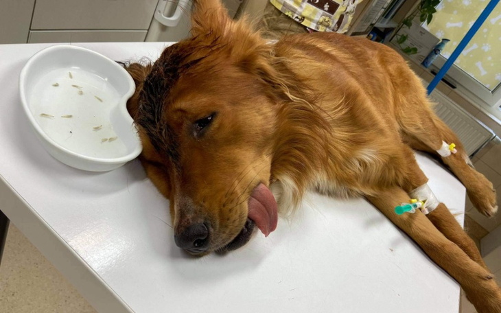 Chory pies leżący na stole w klinice weterynaryjnej.