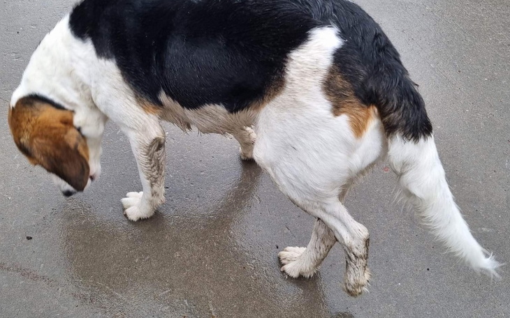 Zbiórka Operacja albo amputacja łapki - zdjęcie główne