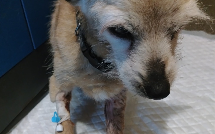 Zbiórka Karma dla chorych - zdjęcie główne