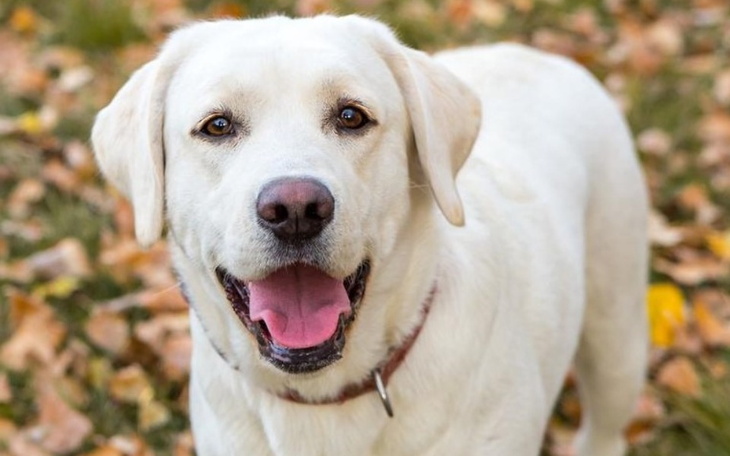Zbiórka Operacja i leczenie Maksia - zdjęcie główne