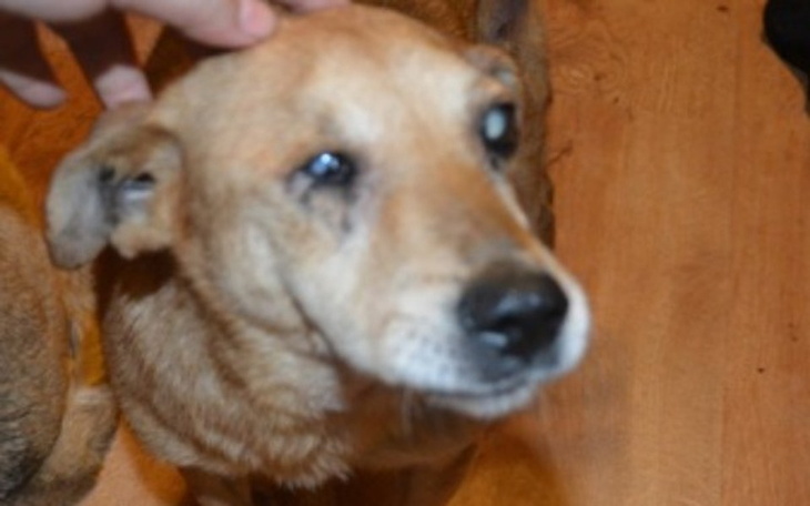 Pies z brązowym futrem patrzy w obiektyw.