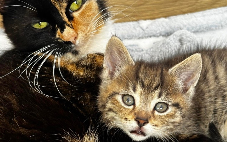 Kotka z kociakiem odpoczywają razem w przytulnym miejscu.