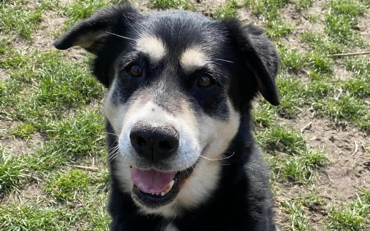 Zbiórka Śmiertelna Choroba Mojego Pupila - zdjęcie główne