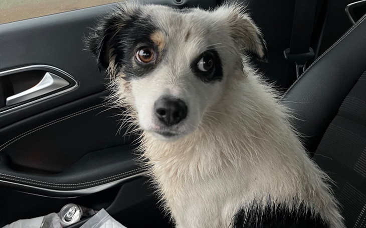 Pies siedzący w samochodzie, z wyrazem ciekawości.