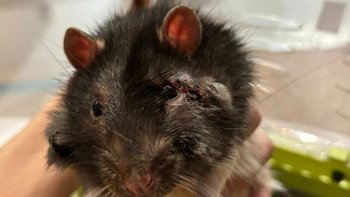 Zbiórka Destan znaczy "szczęściarz" - miniaturka zdjęcia