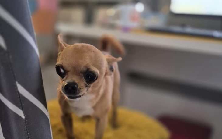 Mały chihuahua z wyrazem twarzy.