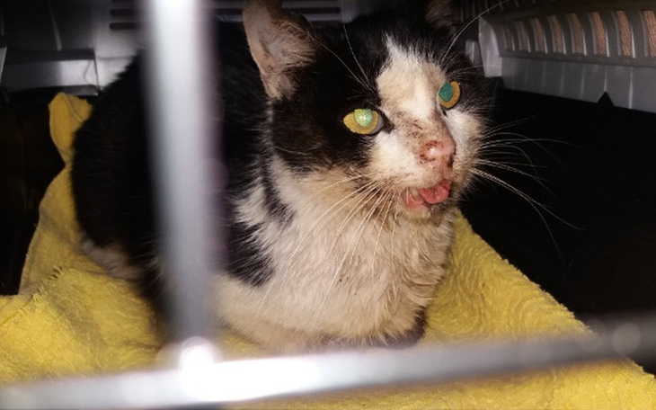 Zbiórka Zbiórka na leczenie Ciciorka - zdjęcie główne