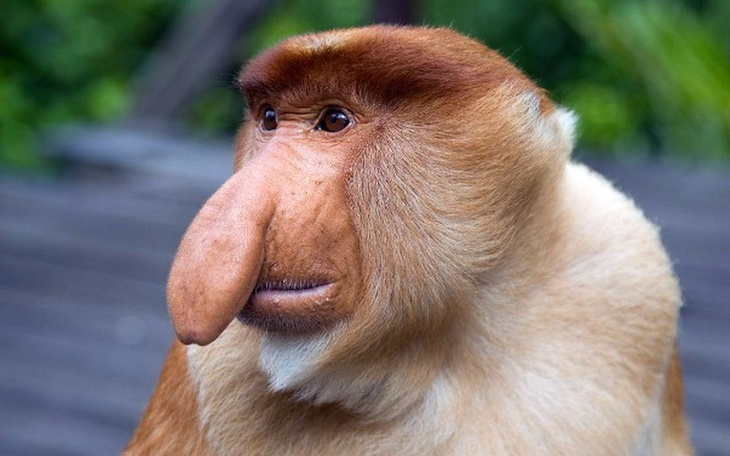 Zbiórka Na Polskiego Nosacza!! - zdjęcie główne