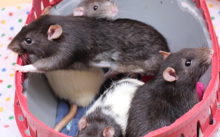 Zbiórka 12 szczurzych bied - zdjęcie główne