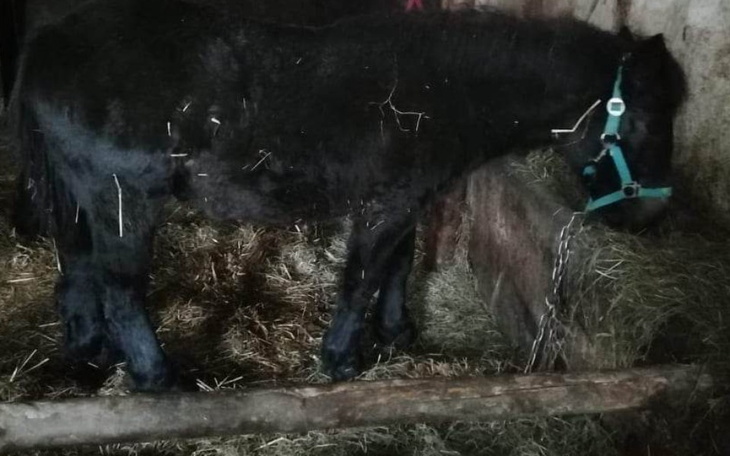 Zbiórka Zrebię w drodze na rzeź,ratujmy - zdjęcie główne