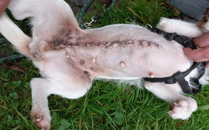 Zbiórka Ratująca życie operacja suni - zdjęcie główne