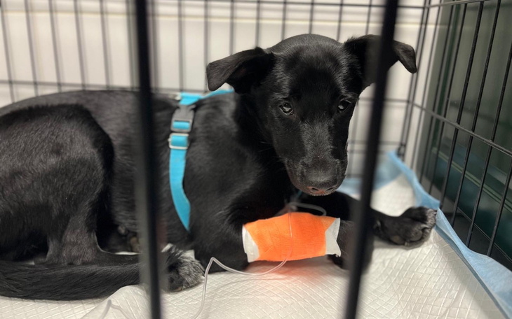 Czarny pies w klatce, z opatrunkiem na łapie.