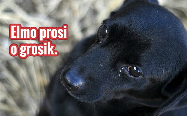 Zbiórka Elmo prosi o grosik. - zdjęcie główne