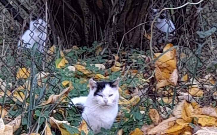 Zbiórka Karma dla Niczyjaków - zdjęcie główne