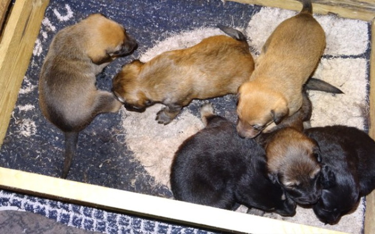 Zbiórka Maluchy i matka - zdjęcie główne