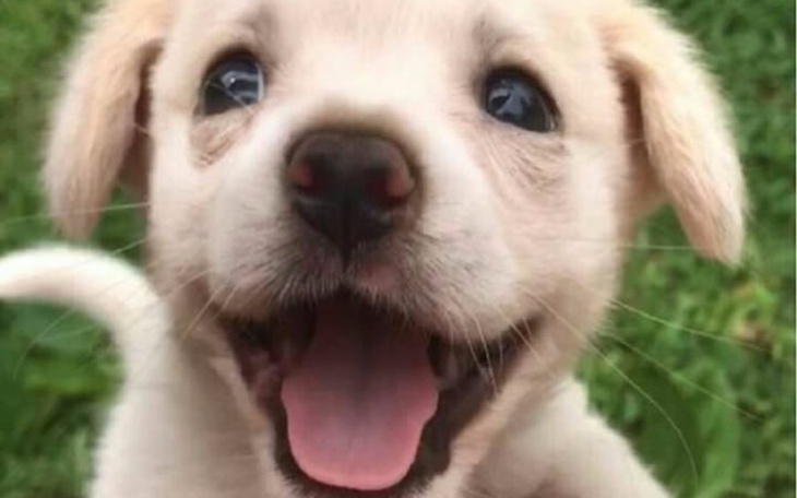 Zbiórka Wyciągnij pomocną łapkę - zdjęcie główne