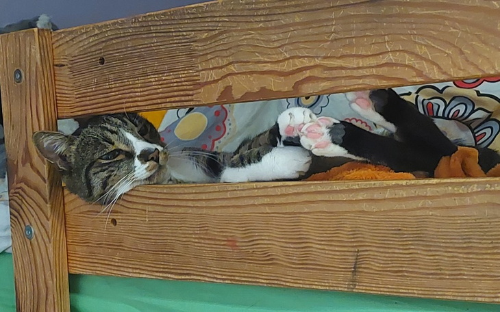 Kot leżący na łóżku, zrelaksowany i wylegujący się.