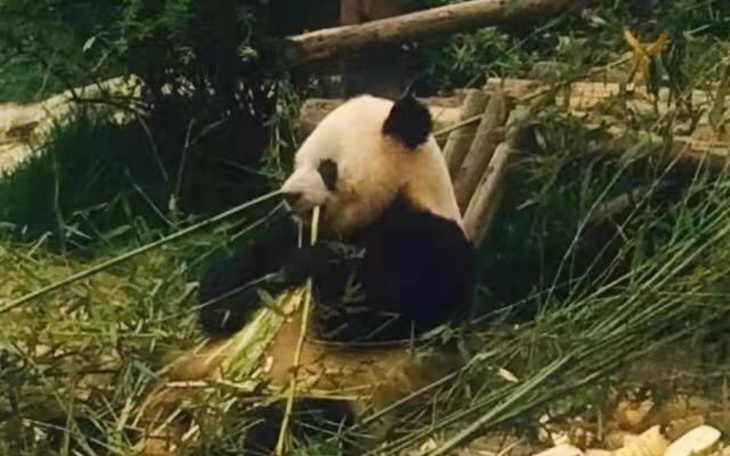 Panda jedząca bambus w naturalnym środowisku.