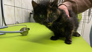 Zbiórka Maleńka kotka z parkingu - miniaturka zdjęcia