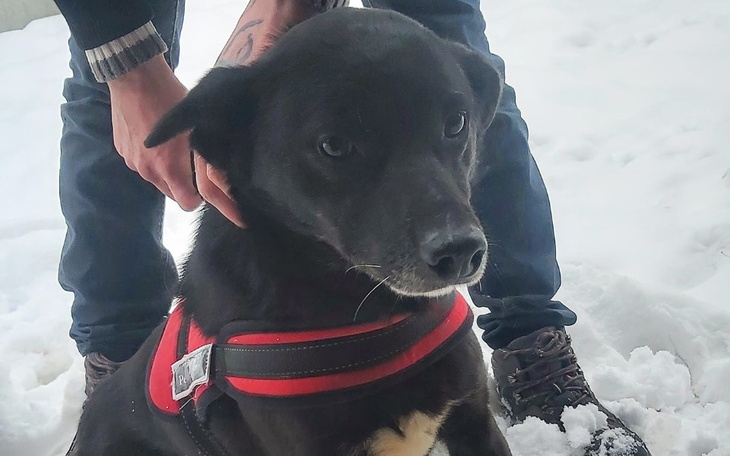 Zbiórka Transport psów zza krat do domów - zdjęcie główne