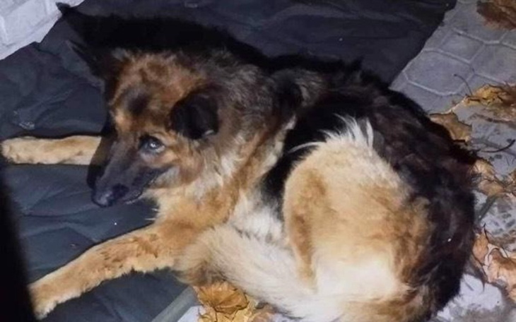 Zbiórka Na roczną potrąconą suczkę - zdjęcie główne