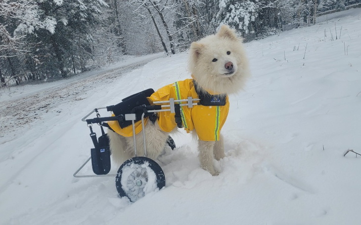 Zbiórka Ortezy dla Fruga - zdjęcie główne