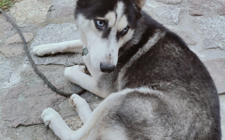 Zbiórka Karma dla psów i leki dla choryc - zdjęcie główne