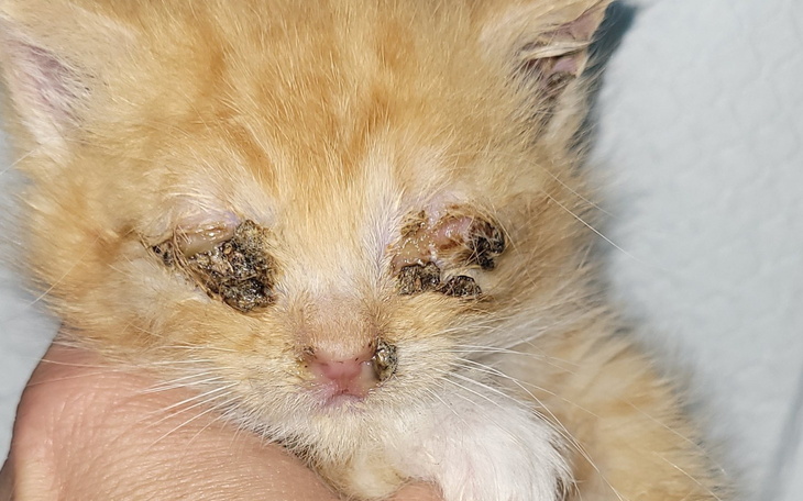 Mały kotek z problemami zdrowotnymi.