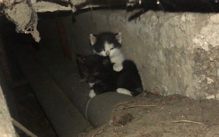 Zbiórka Uratuj z nami kocie maleństwa - zdjęcie główne