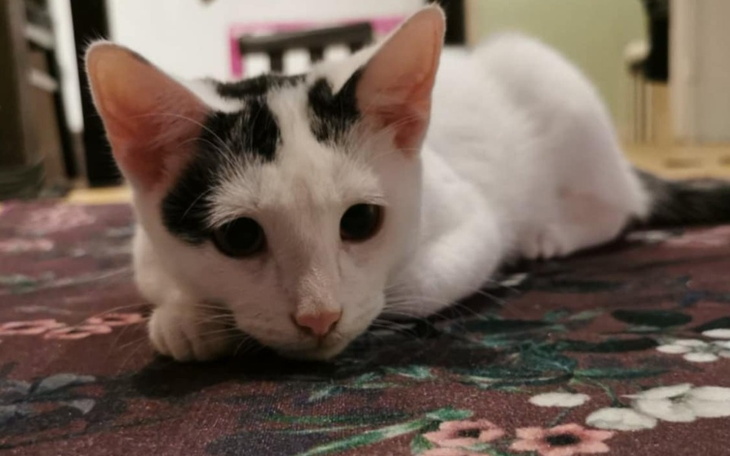 Zbiórka Na jedzonko dla Pączusia - zdjęcie główne