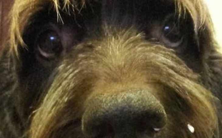 Zbiórka Tobiś - ratujemy Tobisiową łapkę - zdjęcie główne