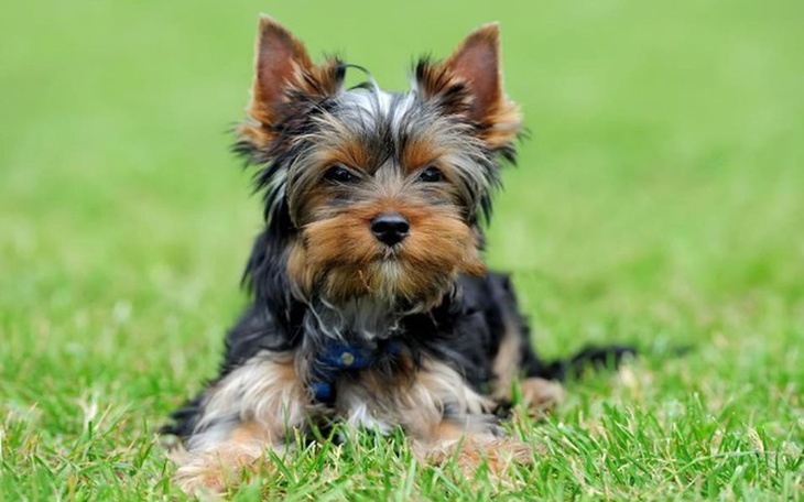 Zbiórka Moim marzeniem jest piesek - zdjęcie główne