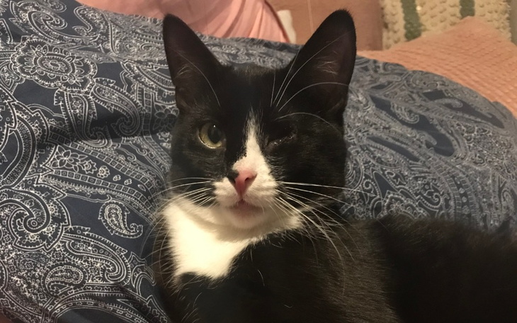 Zbiórka Yoko, gdzie masz oko - zdjęcie główne