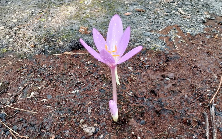 Zbiórka Zbiórka na jedzenie opłaty i lek - zdjęcie główne