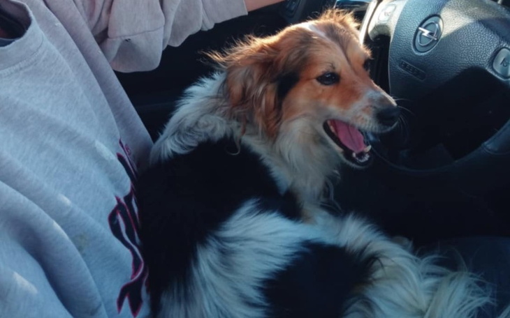 Zbiórka Leczenie dla naszego pupila. - zdjęcie główne