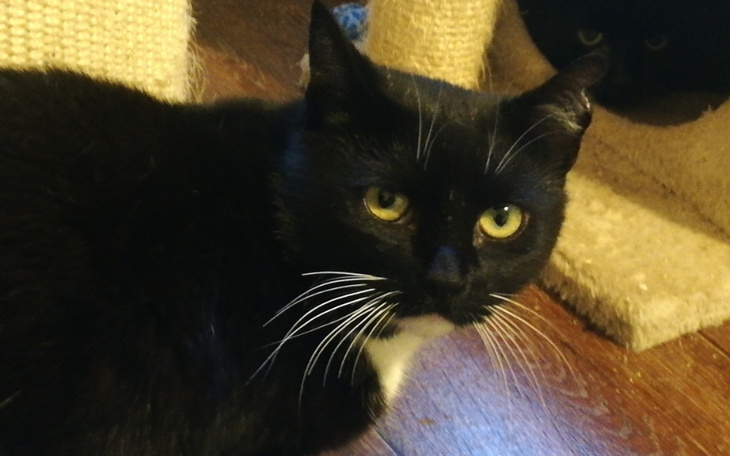 Zbiórka 2 dni ogrzewania kociarni e18 - zdjęcie główne