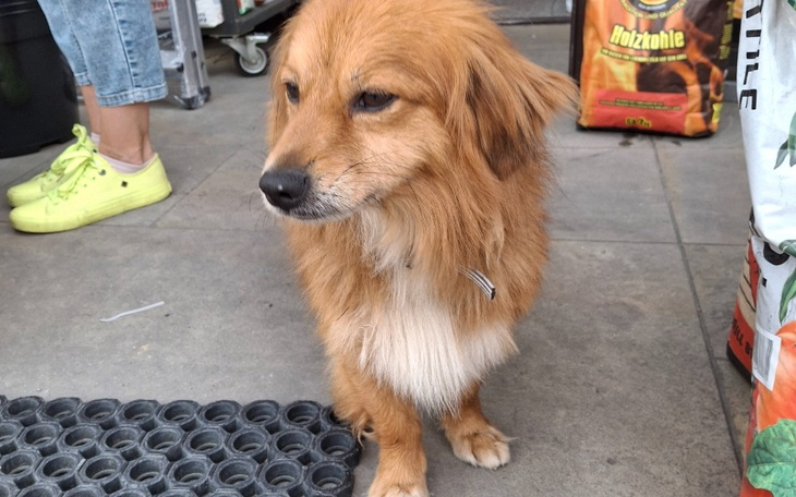 Zbiórka Pies - przybłęda - zdjęcie główne