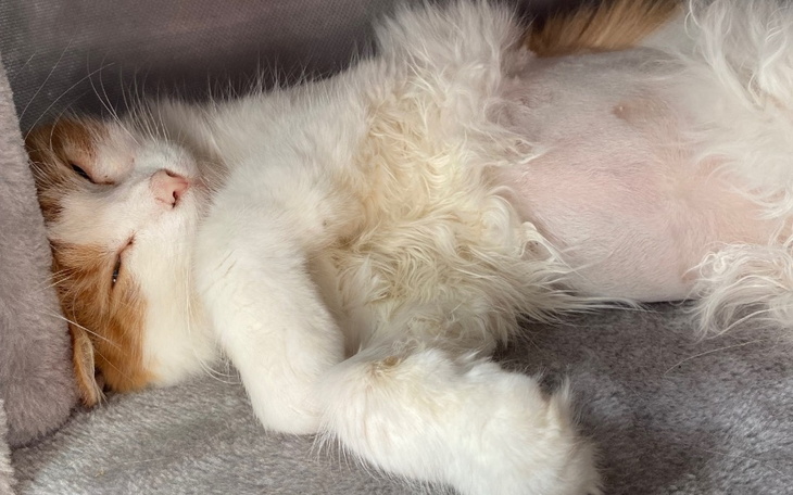 Zbiórka Ratujmy Cheetosa - zdjęcie główne