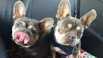 Zbiórka Na badania dla dziewczynek. - miniaturka zdjęcia