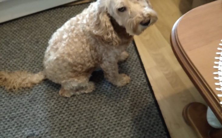 Pies rasy labradoodle siedzący na podłodze, z wyrazem twarzy.