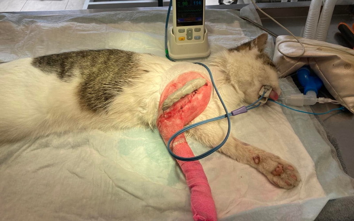 Zbiórka Ból łapki i serduszka ... - zdjęcie główne