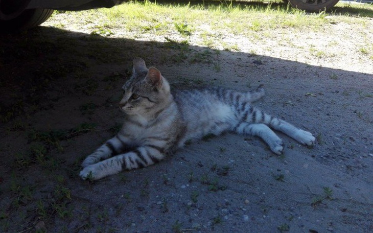 Zbiórka Nowe życie kotka - zdjęcie główne