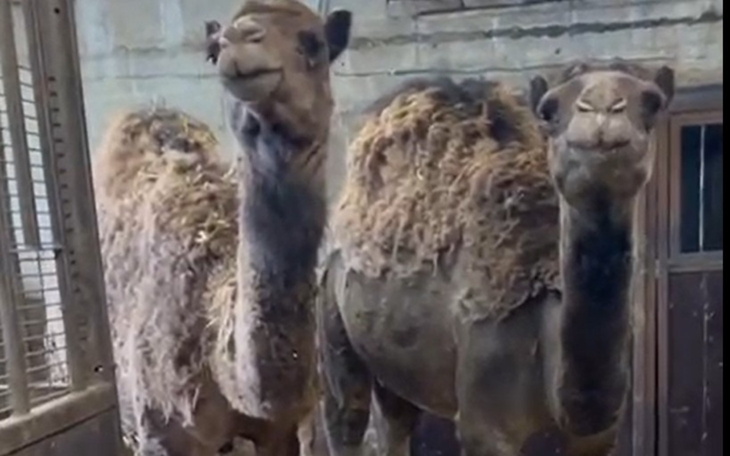 Dwa wielbłądy w zagrodzie, uśmiechnięte i zrelaksowane.