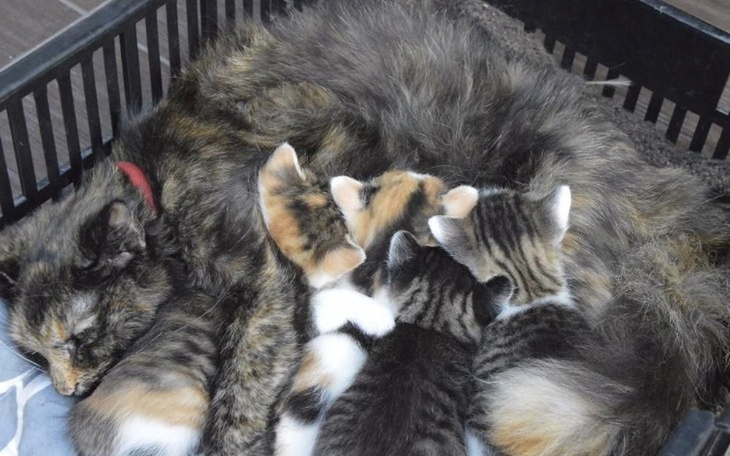 Zbiórka Zbiórka dla kotki z małymi - zdjęcie główne