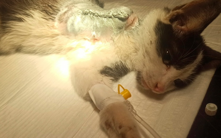 Zbiórka Poldek, kocie dziecko... - zdjęcie główne