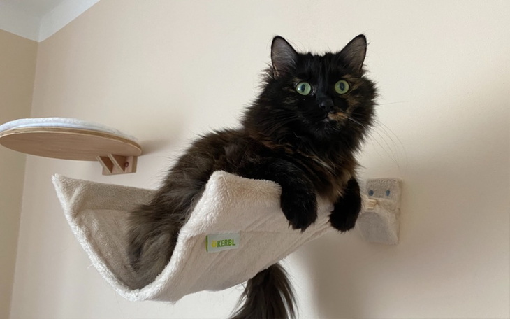 Zbiórka Kociczka Lucynka z FIP - zdjęcie główne