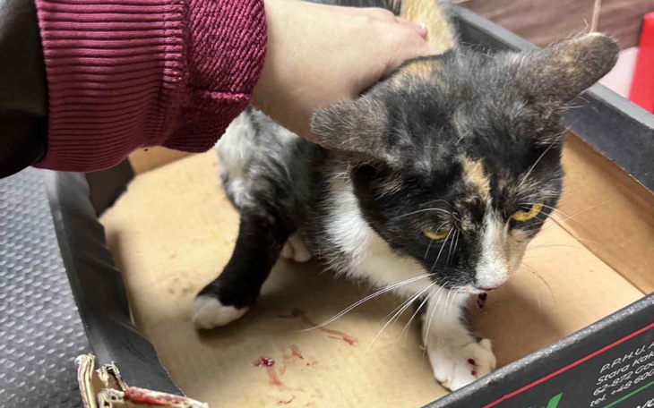 Koty w kartonie, jeden z nich z raną na ciele.