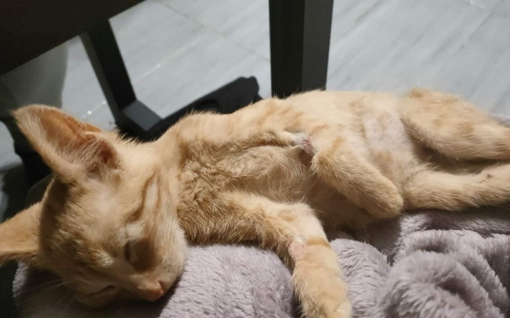 Zbiórka Mały Rudi prosi o pomoc - zdjęcie główne